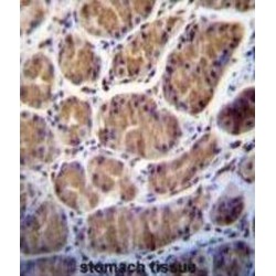 Serine Protease 7 (PRSS7) Antibody