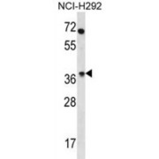 Olfactory Receptor 4N2 (OR4N2) Antibody