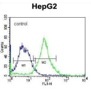 Fibronectin Type III Domain-Containing Protein 7 (FNDC7) Antibody