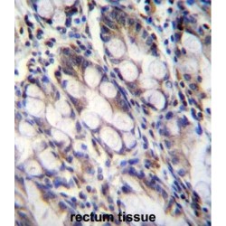 Fibronectin Type III Domain-Containing Protein 7 (FNDC7) Antibody