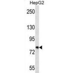 Fibronectin Type III Domain-Containing Protein 7 (FNDC7) Antibody