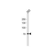 POU Class 6 Homeobox 2 (POU6F2) Antibody