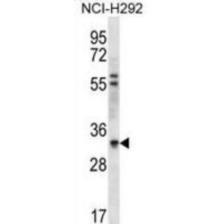 HCLS1-Associated Protein X-1 (HAX1) Antibody