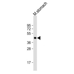 Ghrelin O-Acyltransferase (MBOAT4) Antibody