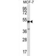 WB analysis of MCF-7 cell line lysates (35 µg/lane), using MBOAT4 antibody.