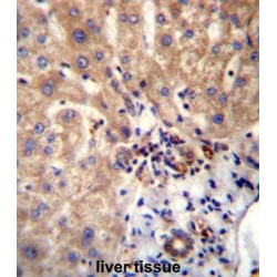 Segment Polarity Protein Dishevelled Homolog DVL-1 (DVL1) Antibody