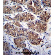 Protocadherin Gamma-C5 (PCDHGC5) Antibody