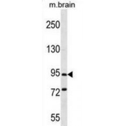 Protocadherin Gamma-C5 (PCDHGC5) Antibody