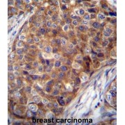 Cytochrome C Oxidase Subunit 7A2 Like (COX7A2L) Antibody