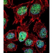 Forkhead Box Protein O6 (FOXO6) Antibody