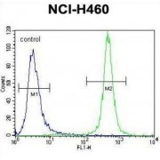 Macrophage Stimulating Protein/Hepatocyte Growth Factor Like (MST1) Antibody