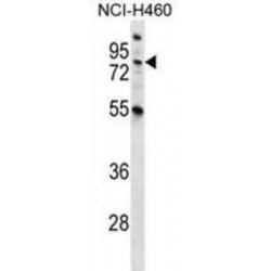 Macrophage Stimulating Protein/Hepatocyte Growth Factor Like (MST1) Antibody