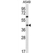 Coiled-Coil Domain-Containing Protein 109B (C109B) Antibody