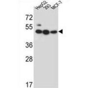 Lipase Member J (LIPJ) Antibody