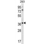 Olfactory Receptor 6X1 (OR6X1) Antibody