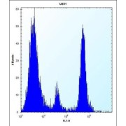 Protein O-Mannosyl-Transferase 1 (POMT1) Antibody