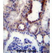 Immunoglobulin Superfamily Member 8 (IGSF8) Antibody