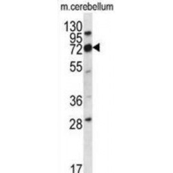 Immunoglobulin Superfamily Member 8 (IGSF8) Antibody