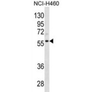 Cyclin-L2 (CCNL2) Antibody