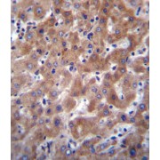 I23O2 Antibody