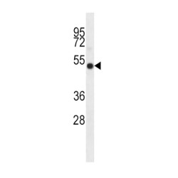 I23O2 Antibody