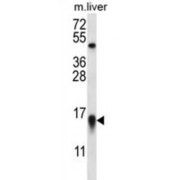 C-Myc Binding Protein (MYCBP) Antibody