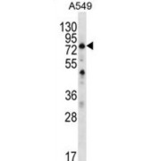 Spermatogenesis Associated 7 (SPATA7) Antibody