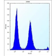 DNA-Directed RNA Polymerase II Subunit RPB7 (POLR2G) Antibody