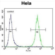 WAP Four Disulfide Core Domain Protein 1 (WFDC1) Antibody