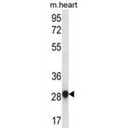 Myogenin (MYOG) Antibody