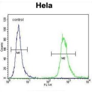 WD Repeat-Containing Protein 3 (WDR3) Antibody