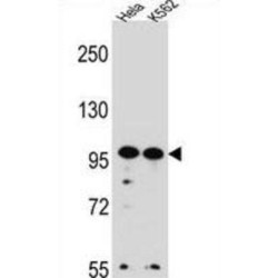 WD Repeat-Containing Protein 3 (WDR3) Antibody