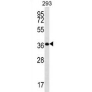 Olfactory Receptor 10H5 (OR10H5) Antibody