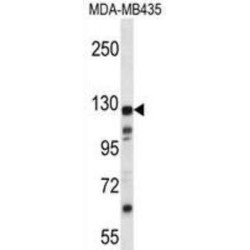 K1324 Antibody