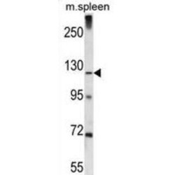 K1324 Antibody