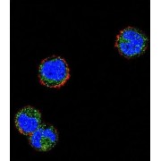 NKG2-A/NKG2-B Type II Integral Membrane Protein (KLRC1) Antibody
