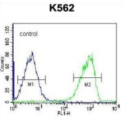 S3TC1 Antibody