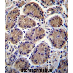 S3TC1 Antibody