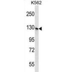 S3TC1 Antibody