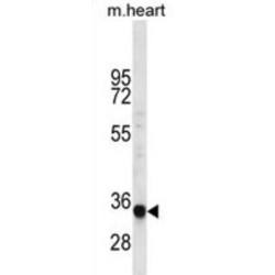 LIX1L Antibody