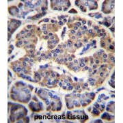 Eukaryotic Translation Initiation Factor 4H (EIF4H) Antibody