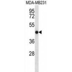 Transmembrane Protein 43 (TMEM43) Antibody