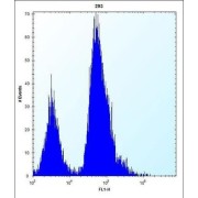 Eukaryotic Translation Initiation Factor 4E Binding Protein 1 (EIF4EBP1) Antibody