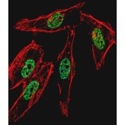 Myoblast Determination Protein 1 (MYOD1) Antibody