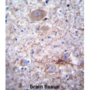 Protocadherin Alpha-7 (PCDHA7) Antibody