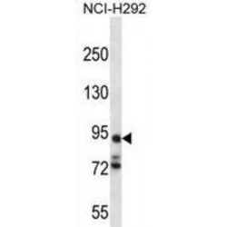 Protocadherin Alpha-7 (PCDHA7) Antibody