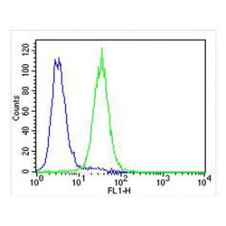 Procollagen Lysine-1,2-Oxoglutarate-5-Dioxygenase 1 (PLOD1) Antibody