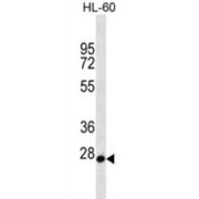 Mediator Complex Subunit 22 (MED22) Antibody