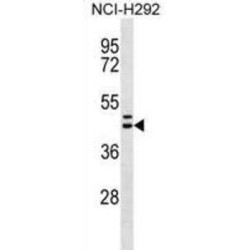 Motilin Receptor (MLNR) Antibody