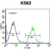 HIST1H2BL Antibody